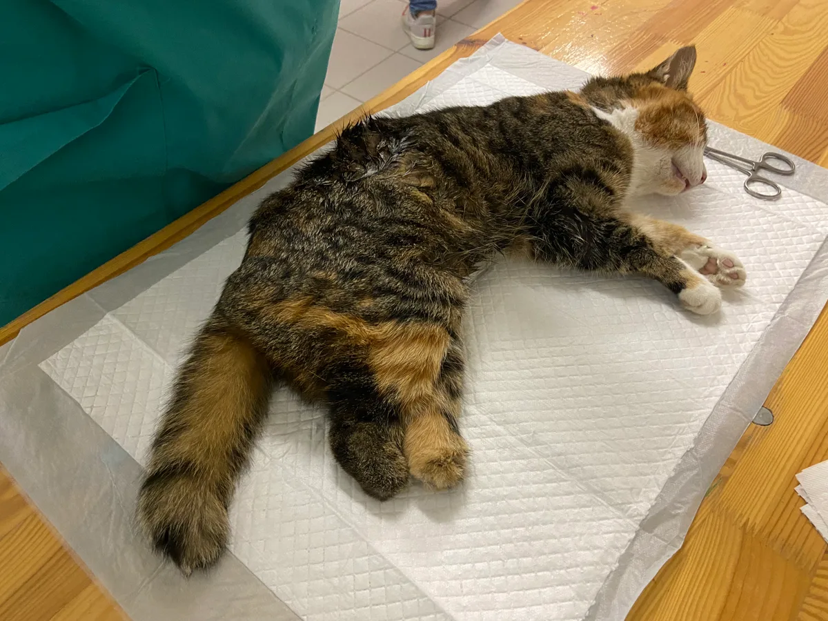 Eine Katze mit Verletzungen liegt auf einem Operationstisch.